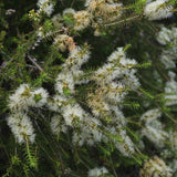 Graines Melaleuca lanceolata