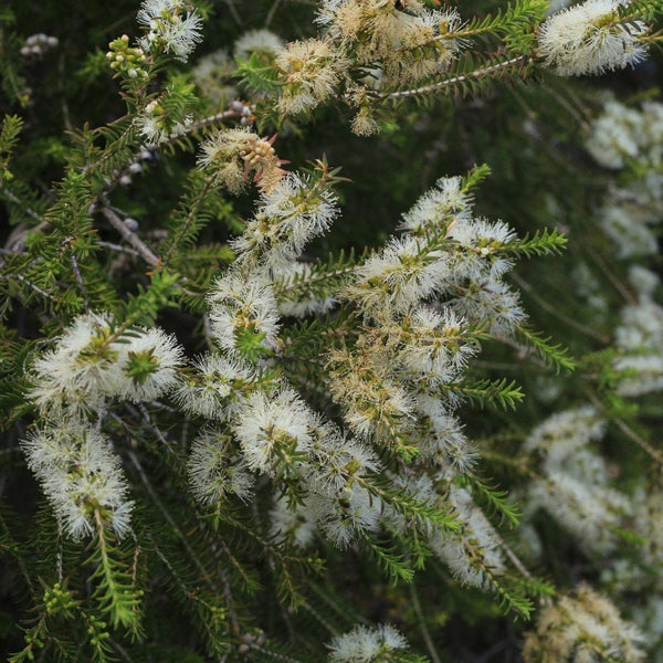 Graines Melaleuca lanceolata