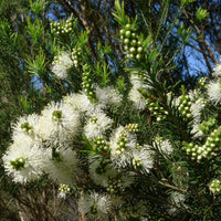 Graines Melaleuca Ericifolia, Rosalina