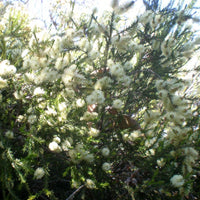 Graines Melaleuca Ericifolia, Rosalina