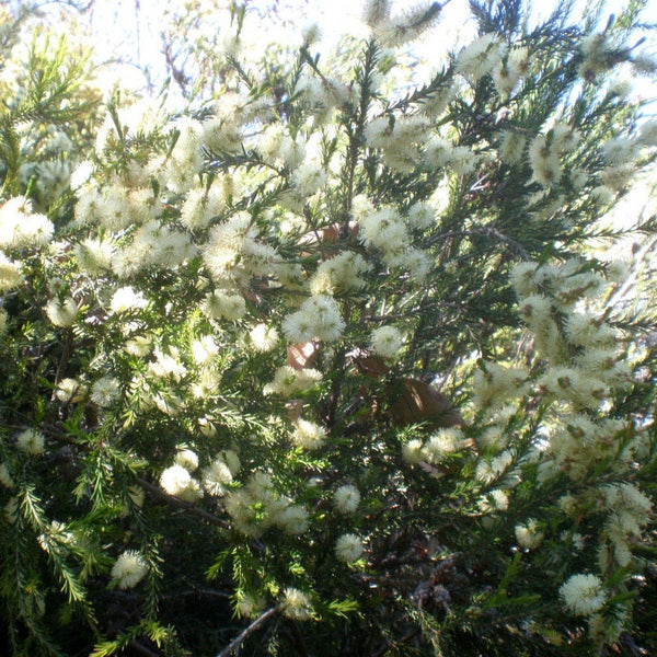 Graines Melaleuca Ericifolia, Rosalina