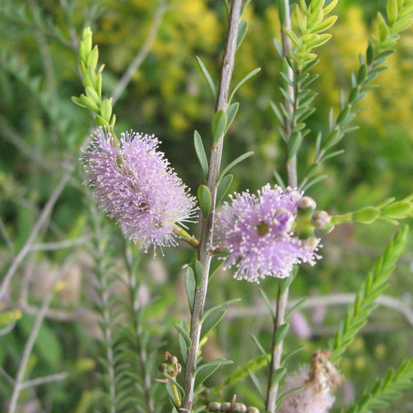 Graines Melaleuca Decussata, Myrte à feuilles croisées