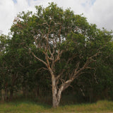 Graines Melaleuca Viridiflora