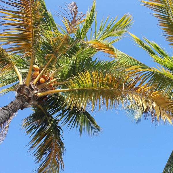 Graines de Jubaea Chilensis, Cocotier