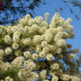 Graines Melaleuca Decora, Myrte à plume blanches