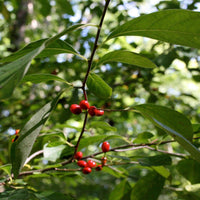 Graines de Lindera Benzoin, Laurier Benzoin