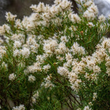 Graines Melaleuca linariifolia