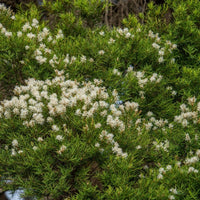 Graines Melaleuca linariifolia