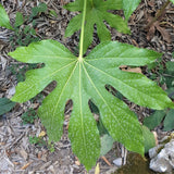 Graines de Fatsia Japonica, Aralia du Japon