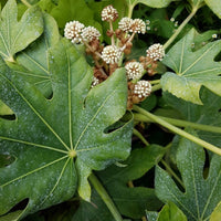 Graines de Fatsia Japonica, Aralia du Japon