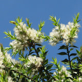 Graines Melaleuca Styphelioides, Arbre à écorce de papier épineux