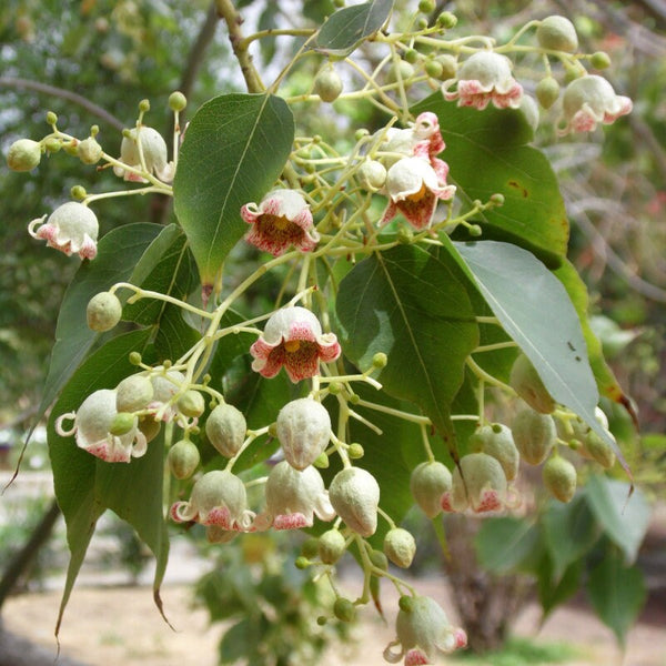 Graines de Brachychiton Populneus, Kurrajong