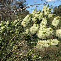 Graines Melaleuca Squarrosa, Écorce de papier parfumée