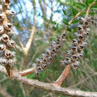 Graines Melaleuca hypericifolia