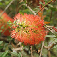 Graines Melaleuca hypericifolia