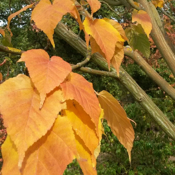 Graines de Acer Capillipes, Érable à peau de serpent