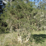 Graines Melaleuca Alternifolia, Arbre à thé