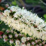 Graines Melaleuca armillaris, Myrte à miel de bracelet