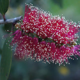 Graines Melaleuca Viridiflora Red