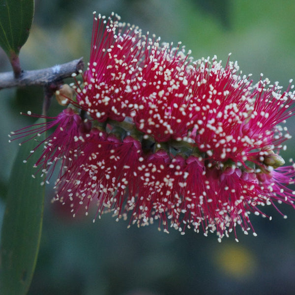 Graines Melaleuca Viridiflora Red