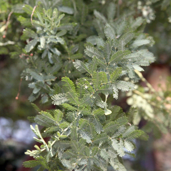 Graines de Acacia Baileyana Purpurea, Mimosa de Bailey pourpre