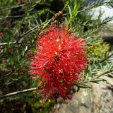 Graines Melaleuca Fulgens, Myrte écarlate