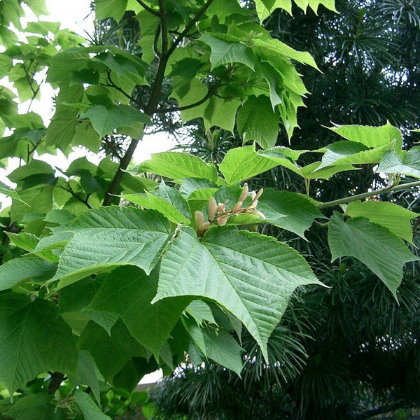 Graines de Acer Rufinerve, Érable à peau de serpent