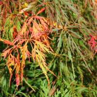 Graines de Acer Palmatum Matsumurae "Waterfall"