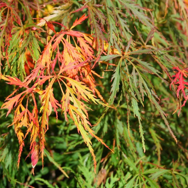 Graines de Acer Palmatum Matsumurae "Waterfall"