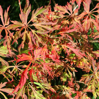 Graines de Acer Japonicum "Green cascade", Érable de pleine lune