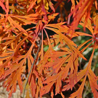 Graines de Acer Japonicum "Green cascade", Érable de pleine lune