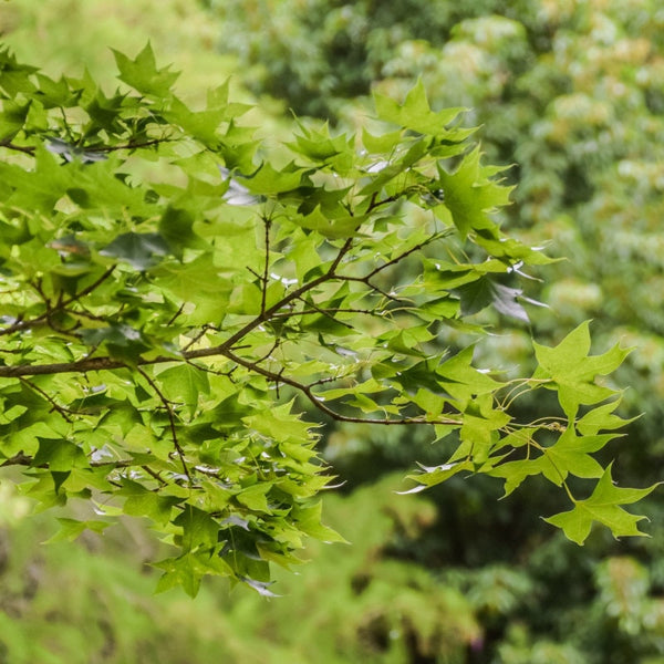 Graines de Acer Truncatum