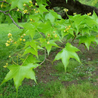 Graines de Acer Truncatum