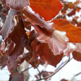 Graines de Fagus Sylvatica Atropurpurea, Hêtre Pourpre