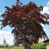 Graines de Fagus Sylvatica Atropurpurea, Hêtre Pourpre