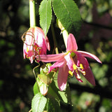 Graines de Passiflora Mollissima, Tacso