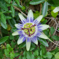 Graines de Passiflora Caerulea, Passiflore bleue