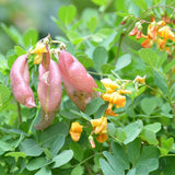 Graines de Colutea Arborescens, Baguenaudier