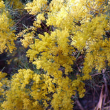 Graines de Acacia Boormanii, Mimosa des rivières