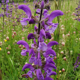 Graines Salvia Pratensis, Sauge des prés