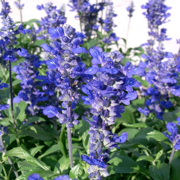 Graines Salvia farinacea "Victoria Blue", Sauge farineuse