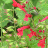 Graines Salvia roemeriana "Arriba hot trumpets", Sauge de cèdre