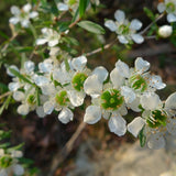 Graines Leptospermum polygalifolium "Tantoon", Arbre à thé jaune