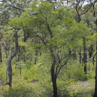 Graines Leptospermum polygalifolium "Tantoon", Arbre à thé jaune