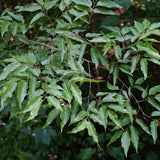 Graines Celtis laevigata, Micocoulier du Mississippi