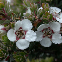 Graines Leptospermum lanigerum