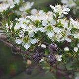 Graines Leptospermum polygalifolium ssp cismontanum