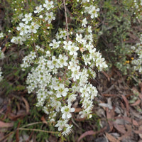 Graines Leptospermum polygalifolium ssp cismontanum