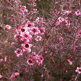 Graines Leptospermum scoparium, Manuka