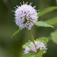 10 Graines de Mentha aquatica, Menthe aquatique